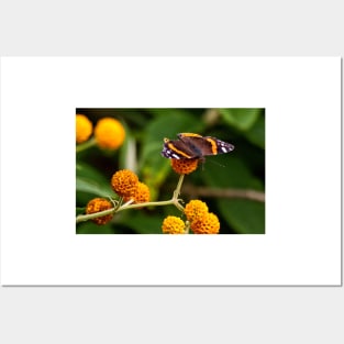 Beautiful Butterfly basking on Buddleia bush. Posters and Art